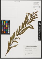 Foto von Salix triandra subsp. triandra L.